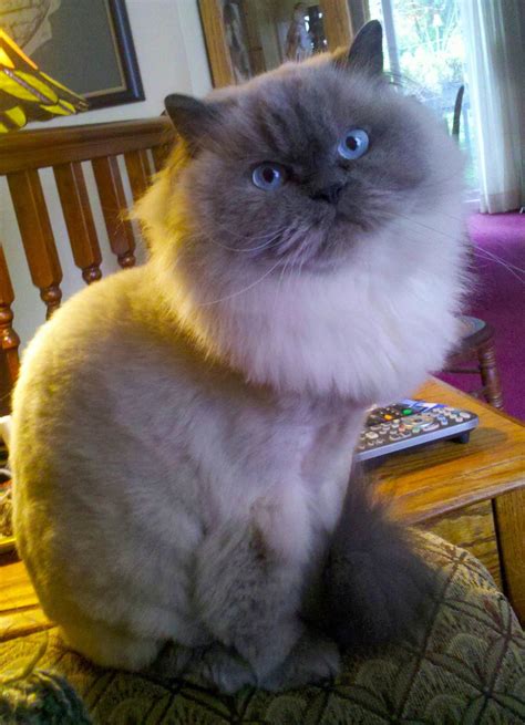 NAME OF DOCTOR/VOLUNTEER COUNTRY SEASON; 1: Dr. . Himalayan cat rescue association